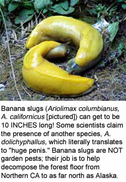banana_slugs
